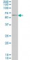 GGT1 / GGT Antibody (clone 1F9)